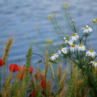 .Ах, лето... ты - прекрасная пора! :: Надежда Куркина 