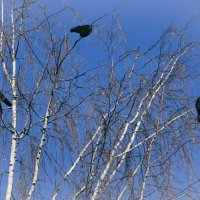 Грачи прилетели? Нет, они и не улетали. :: Татьяна Помогалова Грачи прилетели? Нет, они и не улетали. :: Татьяна Помогалова