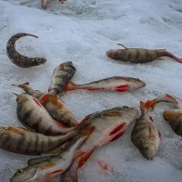 Зимняя рыбалка. :: Aleksey Afonin