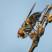 Летнее макро :: Владимир Лазарев Летнее макро :: Владимир Лазарев