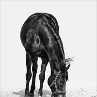 Вороной :: SanSan 