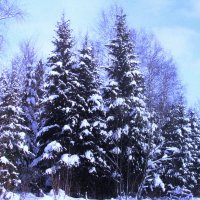 Зимняя красота :: Людмила Смородинская