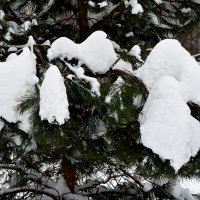 Зима в Московских парках. :: Наташа *****