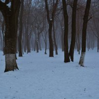 Ростов-на-Дону. Зимний туман в парке им. Н. Островского. :: Пётр Чернега