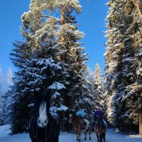 В зимнем сказочном лесу. :: Ольга 