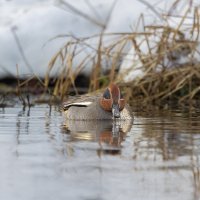 чирок свистунок :: юрий макаров