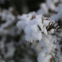 Мороз снежком укутывал... :: Ольга 