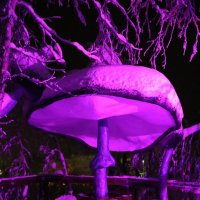 Грибочки Таинственного леса :: Ольга 