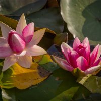 Водяные лилии :: Ирина С