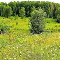 БЕРЕЗОВАЯ РОЩА :: Валентина 