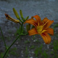 Лилейник :: Валентин Семчишин