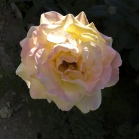 Глория Дэй :: Валентин Семчишин