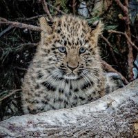 Леопард ХЛОЯ :: Аркадий 