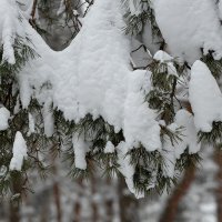 Снежные ветки :: Александр Синдерёв