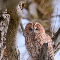 Не совсем серая. :: Светлана Ивановна Медведева Не совсем серая. :: Светлана Ивановна Медведева