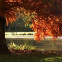 Утро рыжей осени :: Юрий. Шмаков