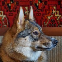 Вся в раздумьях :: Юрий Шувалов