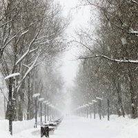 Метель :: Лариса С. Метель :: Лариса С.