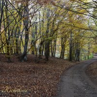 Природа Крыма :: Amazing Cosmea