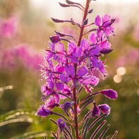 Соцветие иван-чая в искрящихся каплях утренней росы :: Николай Зиновьев