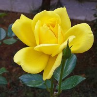 Уже раскрылась :: Светлана 