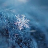 Снежинка почти невидимка :: Ирина Баскакова