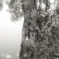 Фотография :: Денис Безногов