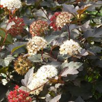 Пузыреплодник :: Freddy 97