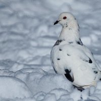 Мастер маскировки... :: Николай Саржанов Мастер маскировки... :: Николай Саржанов