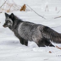 Лисица серебристая. :: Nikolay Lovec