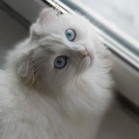 Ася :: Сергей Ц