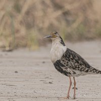 Турухтан :: Игорь Шабалин