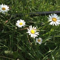 Анатолию Колосову  в день рождения! :: Фотогруппа Весна