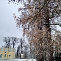 Лиственница :: Сапсан 