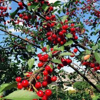 Вишневый сад :: Игорь Сычёв