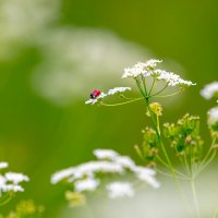 Макро :: Владимир Лазарев