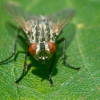 Макро :: Владимир Лазарев