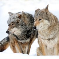 волки :: Михаил Бибичков