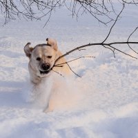 Давай играть! :: Татьяна Помогалова