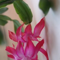 Зацвел в декабре. :: сергей ермошкин Зацвел в декабре. :: сергей ермошкин