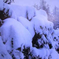 Такая снежная зима :: Людмила Смородинская