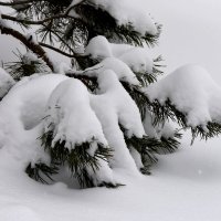 Зима в Московских парках. :: Наташа *****