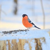 Снегирёк :: Татьяна Лютаева