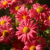 Доброе утро :: Юрий. Шмаков