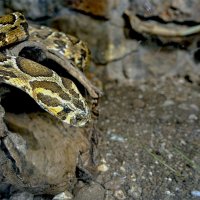 Зоопарк *змеи за стеклом 02,02,2026г :: ujgcvbif