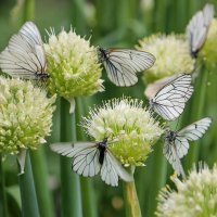 Ресторан для бабочек :: елена беликова