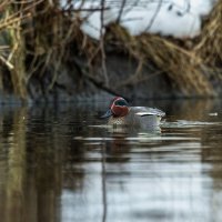 чирок свистунок :: юрий макаров