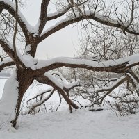 Зимнее дерево :: ИРЭН@ .