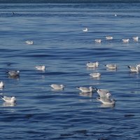 Чайки, Балтийское море, Зеленоградск, Калининградская область :: Рита Симонова