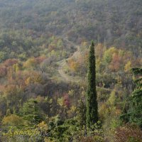 Природа Крыма :: Amazing Cosmea